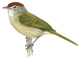 Grey-eyed Greenlet Illustration