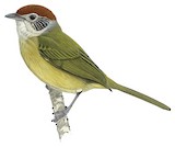 Rufous-crowned Greenlet Illustration