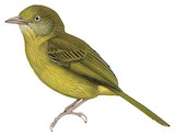 Olivaceous Greenlet Illustration