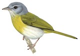 Ashy-headed Greenlet Illustration