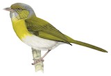 Lemon-chested Greenlet Illustration