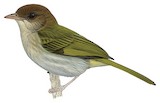 Brown-headed Greenlet Illustration