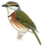 Chestnut-sided Shrike-Vireo Illustration