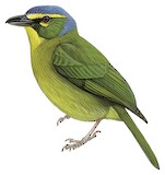 Yellow-browed Shrike-Vireo Illustration