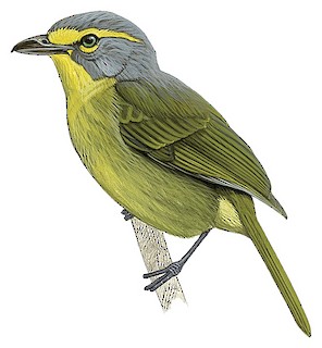 Vireolanius leucotis bolivianus