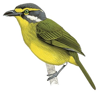 Vireolanius leucotis leucotis