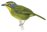 Slaty-capped Shrike-Vireo Illustration