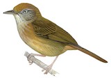 Tawny-crowned Greenlet Illustration