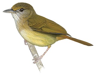 Tunchiornis luteifrons