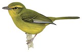 Golden Vireo Illustration