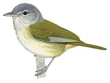 Lesser Greenlet Illustration