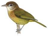 Dusky-capped Greenlet Illustration