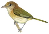 Golden-fronted Greenlet Illustration