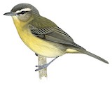 Philadelphia Vireo Illustration