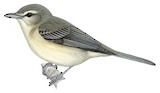 Warbling Vireo Illustration