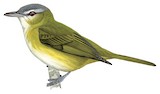 Yellow-green Vireo Illustration