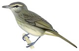 Yucatan Vireo Illustration