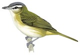 Chivi Vireo Illustration