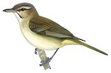 Black-whiskered Vireo Illustration