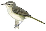 Noronha Vireo Illustration