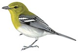 Yellow-throated Vireo Illustration