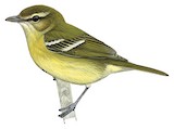 Choco Vireo Illustration