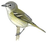 Cassin's Vireo Illustration