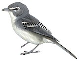 Plumbeous Vireo Illustration