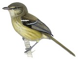 Flat-billed Vireo Illustration