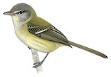 Bell's Vireo Illustration