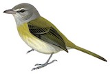 Puerto Rican Vireo Illustration