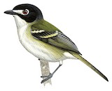 Black-capped Vireo Illustration