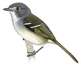 Dwarf Vireo Illustration