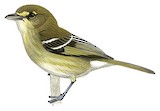 Mangrove Vireo Illustration