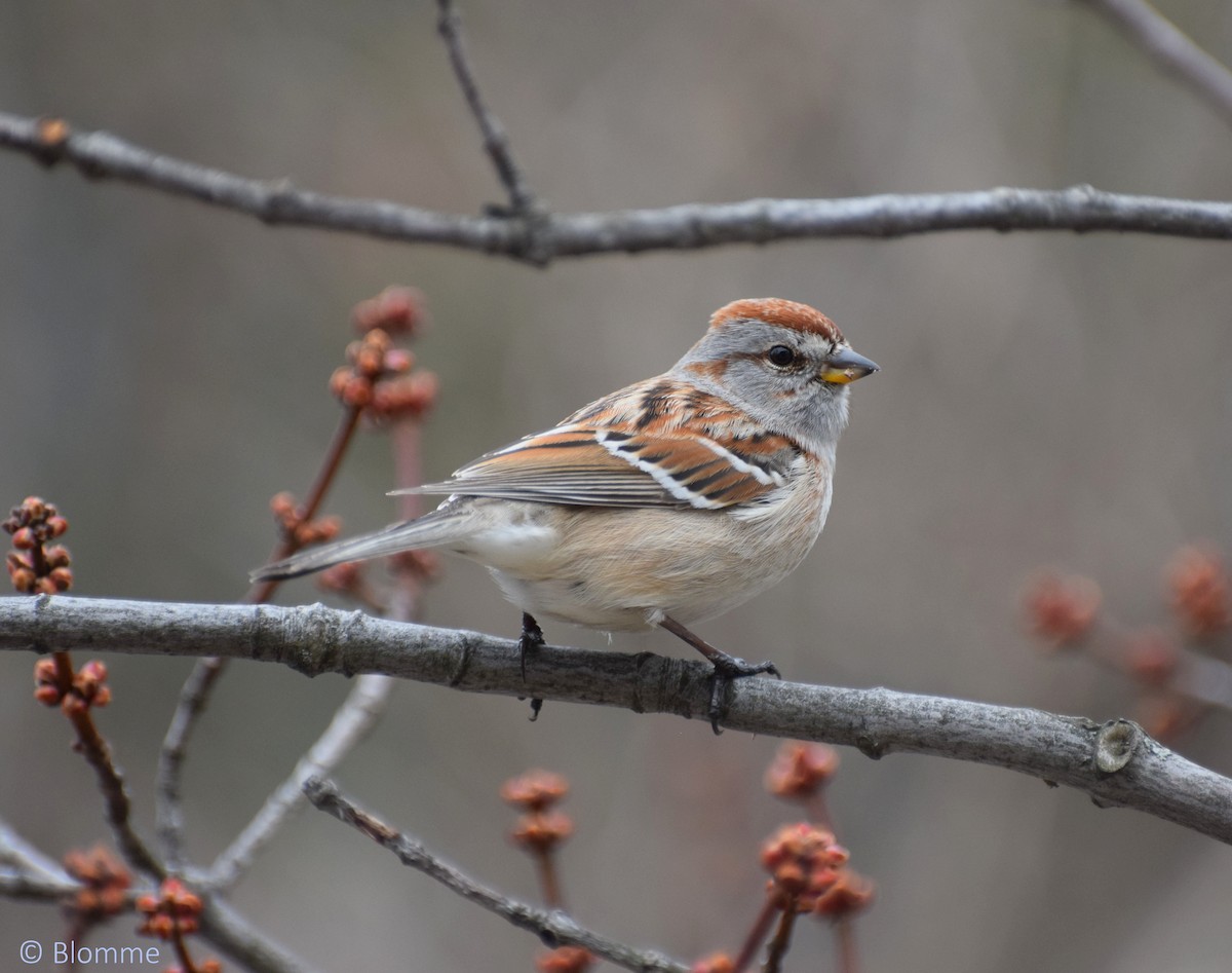 American Tree Sparrow - ML153050271