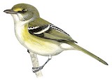 San Andres Vireo Illustration