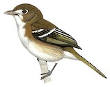 Cozumel Vireo Illustration