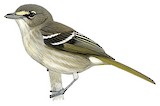 Providencia Vireo Illustration