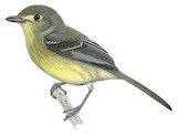 Cuban Vireo Illustration