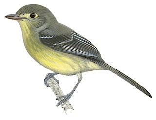 Cuban Vireo