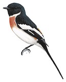 White-bellied Minivet Illustration