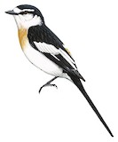 Jerdon's Minivet Illustration