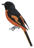 Fiery Minivet Illustration