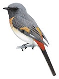 Small Minivet Illustration