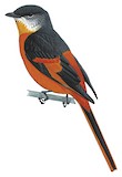 Grey-chinned Minivet Illustration