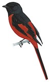 Short-billed Minivet Illustration