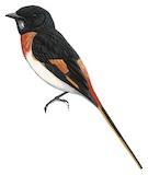 Little Minivet Illustration