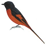 Long-tailed Minivet Illustration