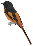 Orange Minivet Illustration