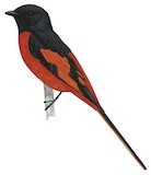 Scarlet Minivet Illustration